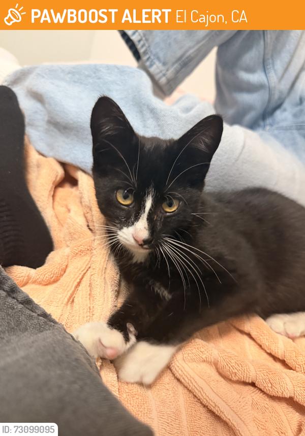 Found/Stray Male Cat last seen El cajon blvd, El Cajon, CA 92020
