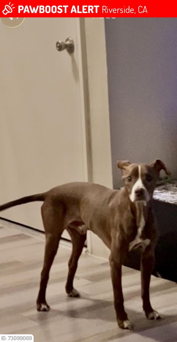 Lost Male Dog last seen Near Magnolia Ave Riverside, CA 92503 United States, Riverside, CA 92503