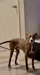 Lost Male Dog last seen Near Magnolia Ave Riverside, CA 92503 United States, Riverside, CA 92503