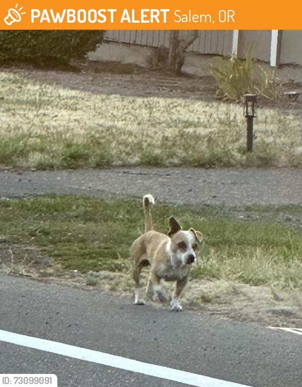 Found/Stray Male Dog last seen Ran into the chemeketa campus, Salem, OR 97305