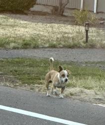 Found/Stray Male Dog last seen Ran into the chemeketa campus, Salem, OR 97305