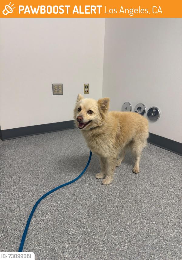 Found/Stray Unknown Dog last seen Beachy and Wentworth, Arleta 91331, Los Angeles, CA 91331