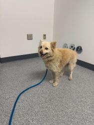 Found/Stray Unknown Dog last seen Beachy and Wentworth, Arleta 91331, Los Angeles, CA 91331