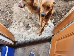 Reunited Male Dog last seen Ray and Greenbriar Drive, DeSoto, TX 75115