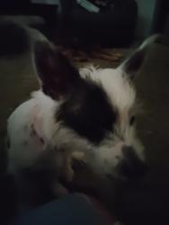 Lost Male Dog last seen Pst.Laporte, La Porte, TX 77571