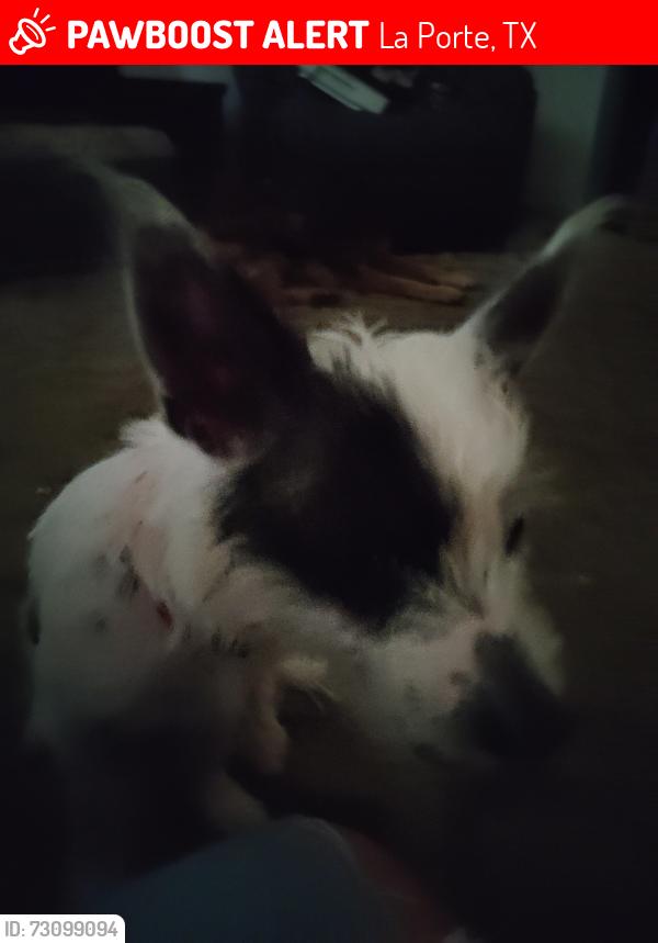 Lost Male Dog last seen Pst.Laporte, La Porte, TX 77571