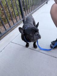 Found/Stray Male Dog last seen Red bark trail Winchester CA 92596, Riverside County, CA 92596