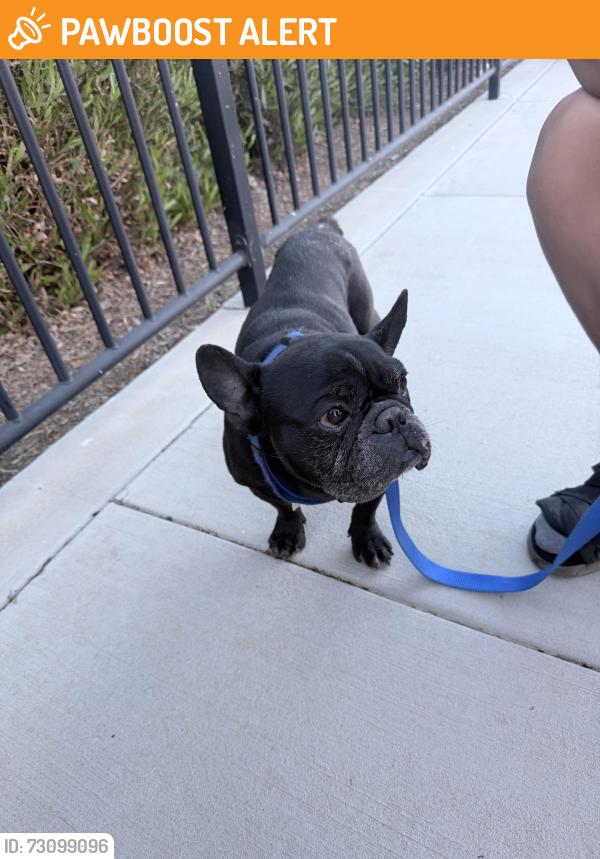 Found/Stray Male Dog last seen Red bark trail Winchester CA 92596, Riverside County, CA 92596