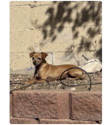 Reunited Female Dog last seen Juan tabo and central, Albuquerque, NM 87107