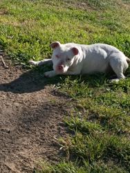 Lost Female Dog last seen Rd 9 s.w Beverly burk by mailboxes, Royal City, WA 99357