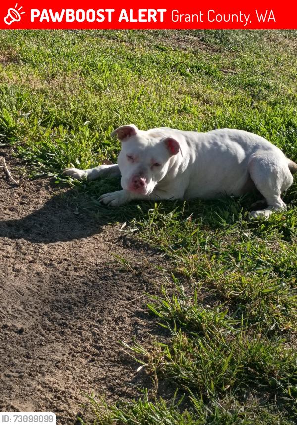Lost Female Dog last seen Rd 9 s.w Beverly burk by mailboxes, Royal City, WA 99357