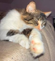 Lost Female Cat last seen White church road, Bradford hill road, middle road, Crown Point, NY 12928