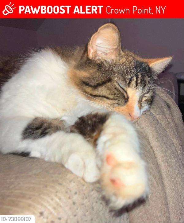 Lost Female Cat last seen White church road, Bradford hill road, middle road, Crown Point, NY 12928