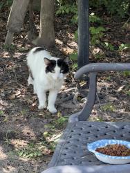Found/Stray Unknown Cat last seen Crimson Oak Trail, Humble, TX 77346