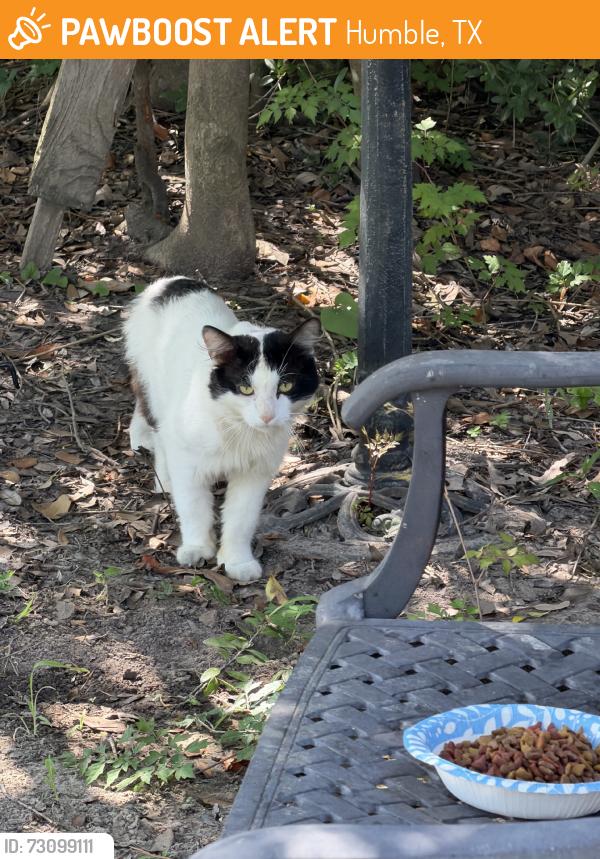 Found/Stray Unknown Cat last seen Crimson Oak Trail, Humble, TX 77346