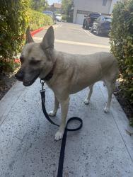 Found/Stray Female Dog last seen Raymond and El Toro, Lake Forest, CA 92630