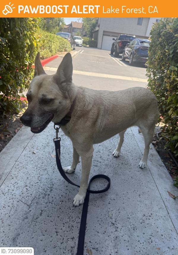 Found/Stray Female Dog last seen Raymond and El Toro, Lake Forest, CA 92630