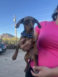 Reunited Male Dog last seen Ajo /kinney, Pima County, AZ 85757