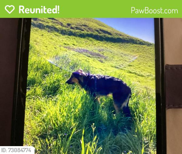 Reunited Male Dog last seen Grove Redwood road Centerstreet, Castro Valley, CA 94546