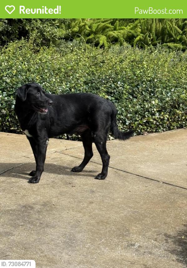 Reunited Male Dog last seen Strawberry ln, Dover, FL 33527