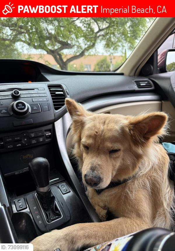 Lost Male Dog last seen 13th street and Palm ave, Imperial Beach, CA 92154