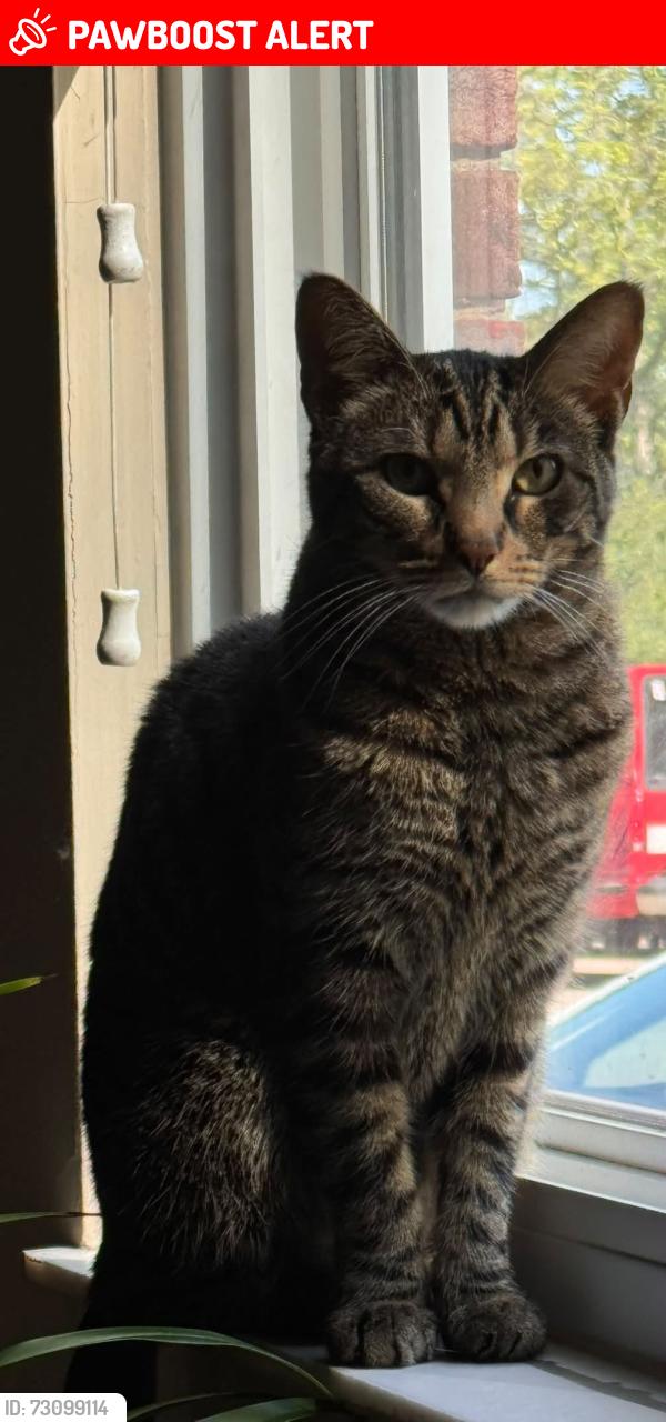 Lost Male Cat last seen Kingswood Dr., West Chester Township, OH 45069