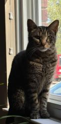 Lost Male Cat last seen Kingswood Dr., West Chester Township, OH 45069