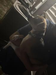 Found/Stray Female Dog last seen Ashley@Yett, San Antonio, TX 78214