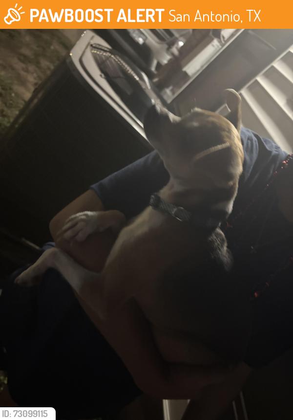 Found/Stray Female Dog last seen Ashley@Yett, San Antonio, TX 78214