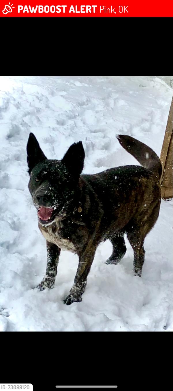 Lost Female Dog last seen Harrah Newalla Road and Highway 9, Tecumseh, OK 74873