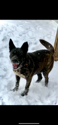 Lost Female Dog last seen Harrah Newalla Road and Highway 9, Tecumseh, OK 74873
