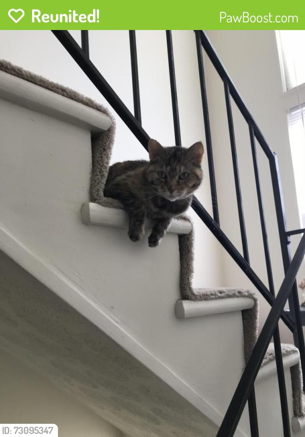 Reunited Female Cat last seen Fairfield Ohio, Fairfield, OH 45014
