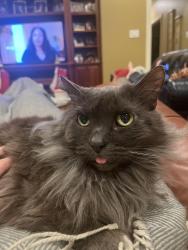 Lost Female Cat last seen End of Quivira St, Dauphin Island, AL 36528