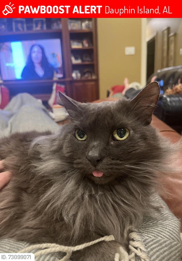 Lost Female Cat last seen End of Quivira St, Dauphin Island, AL 36528