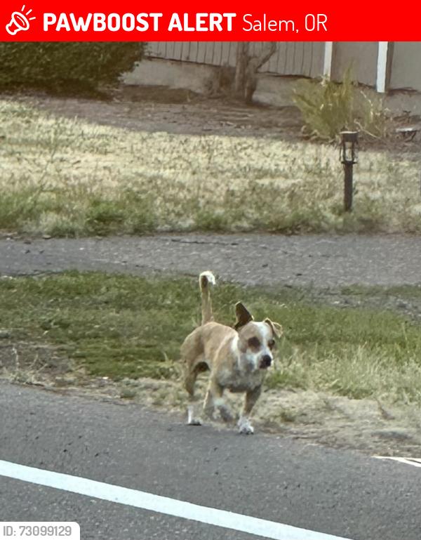 Lost Male Dog last seen Chemeketa campus, Salem, OR 97305