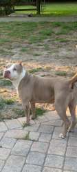 Lost Female Dog last seen Godfrey Rd, Parkland, FL 33067