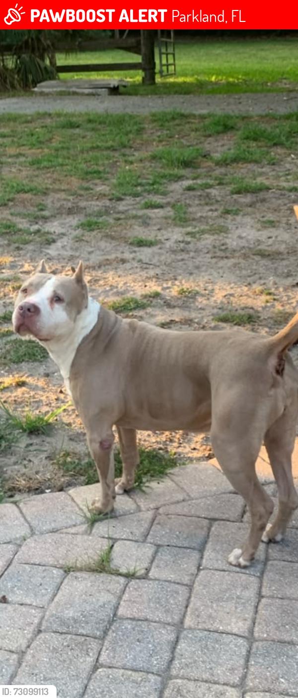 Lost Female Dog last seen Godfrey Rd, Parkland, FL 33067