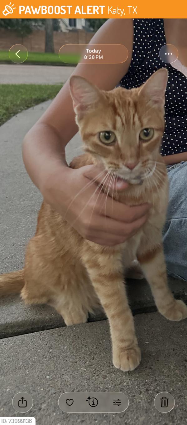 Found/Stray Unknown Cat last seen Peek rd in between kingsland & highland knolls, Katy, TX 77494