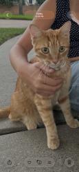 Found/Stray Unknown Cat last seen Peek rd in between kingsland & highland knolls, Katy, TX 77494
