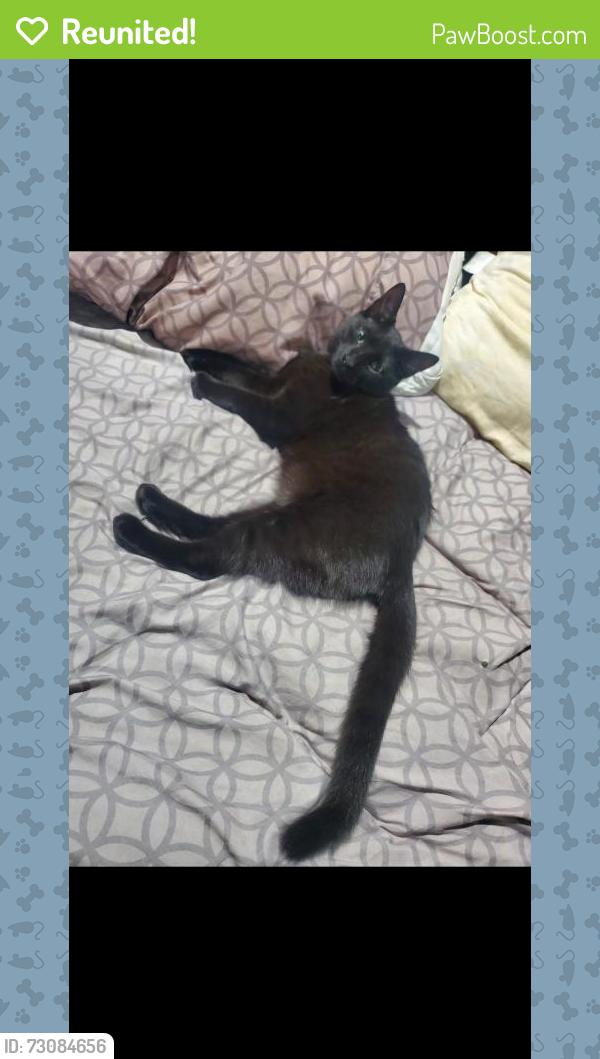 Reunited Male Cat last seen Glenway and Casa Loma behind McDonald's , Cincinnati, OH 45238