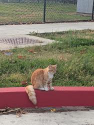 Found/Stray Unknown Cat last seen Center and monte Vista, Santa ana, Santa Ana, CA 92704