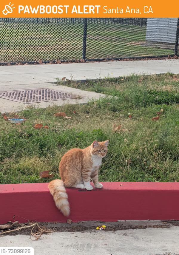 Found/Stray Unknown Cat last seen Center and monte Vista, Santa ana, Santa Ana, CA 92704