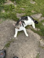 Lost Male Cat last seen Spring Hill cemetary, Huntington, WV 25701