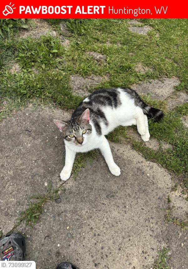 Lost Male Cat last seen Spring Hill cemetary, Huntington, WV 25701