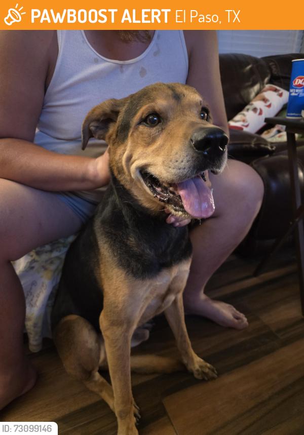 Found/Stray Male Dog last seen Isaac Dr and Moses Dr, El Paso, TX 79927