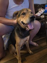 Found/Stray Male Dog last seen Isaac Dr and Moses Dr, El Paso, TX 79927