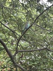 Found/Stray Unknown Bird last seen Grace Avenue near Mariemont Care, Cincinnati, OH 45227