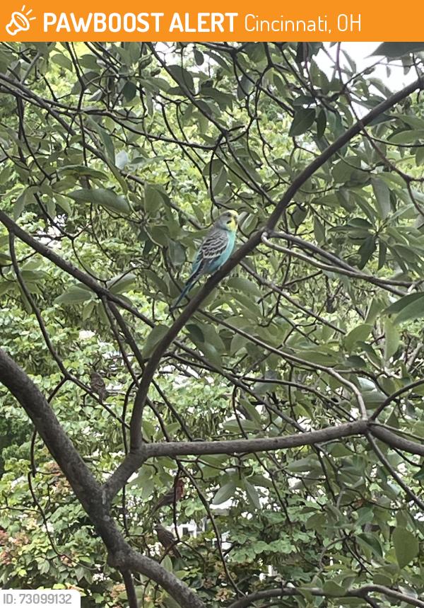 Found/Stray Unknown Bird last seen Grace Avenue near Mariemont Care, Cincinnati, OH 45227