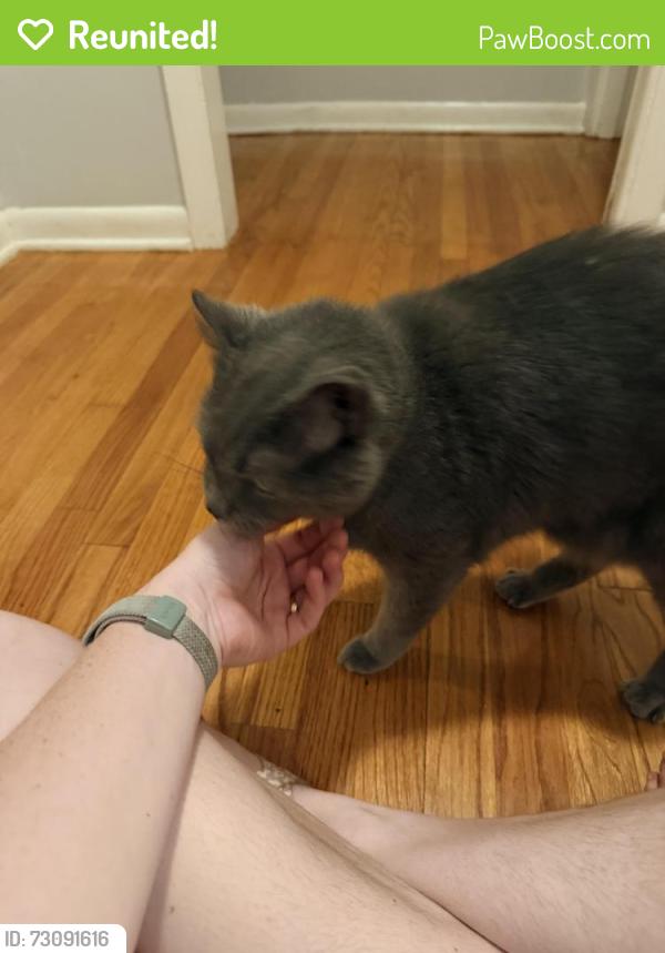 Reunited Male Cat last seen Home, Durham, NC 27707