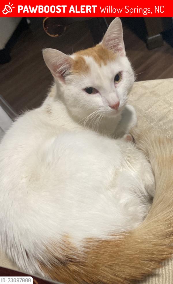 Lost Male Cat last seen Willow spring, Willow Springs, NC 27520